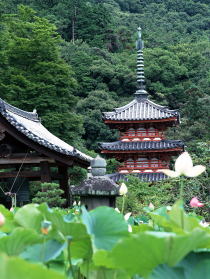 �O���ˎ��ƃn�X�̉Ԃ̎ʐ^