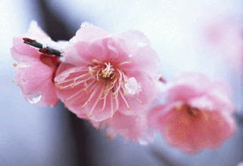 �E���̉Ԏʐ^