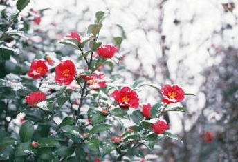 �T�U���J�̎ʐ^