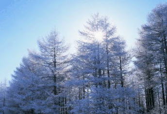 �J���}�c�i���X�j�̎ʐ^