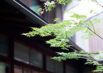 �V�΂̃��~�W�̎ʐ^