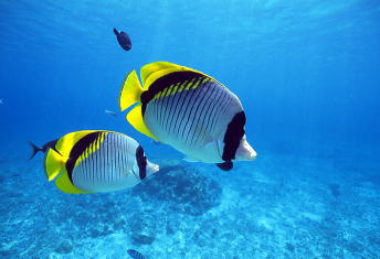 �M�ы��̎ʐ^